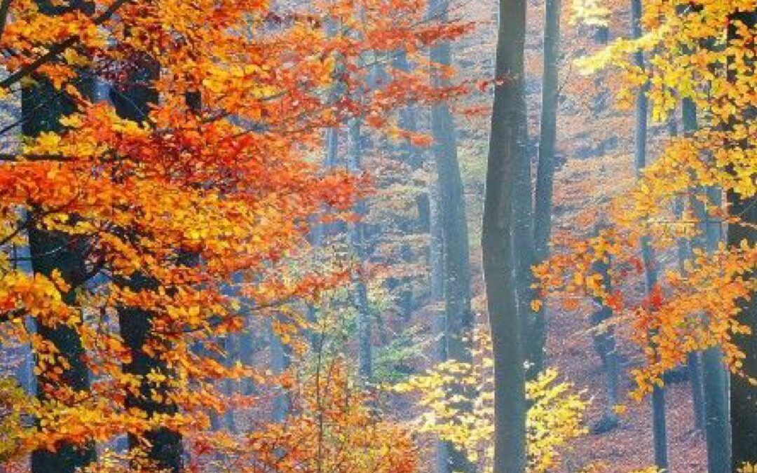 El Hayedo de La Pedrosa: el bosque imprescindible del otoño en Castilla y León