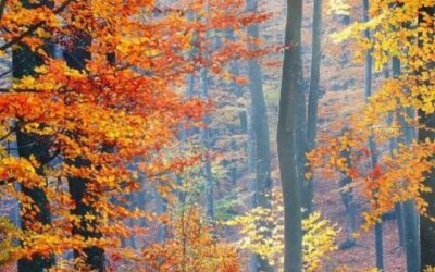 El Hayedo de La Pedrosa: el bosque imprescindible del otoño en Castilla y León